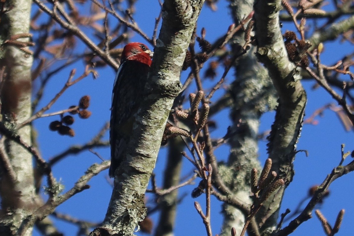 Red-breasted Sapsucker - ML513156731