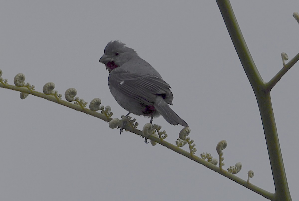 Chestnut-bellied Seedeater - ML513157211