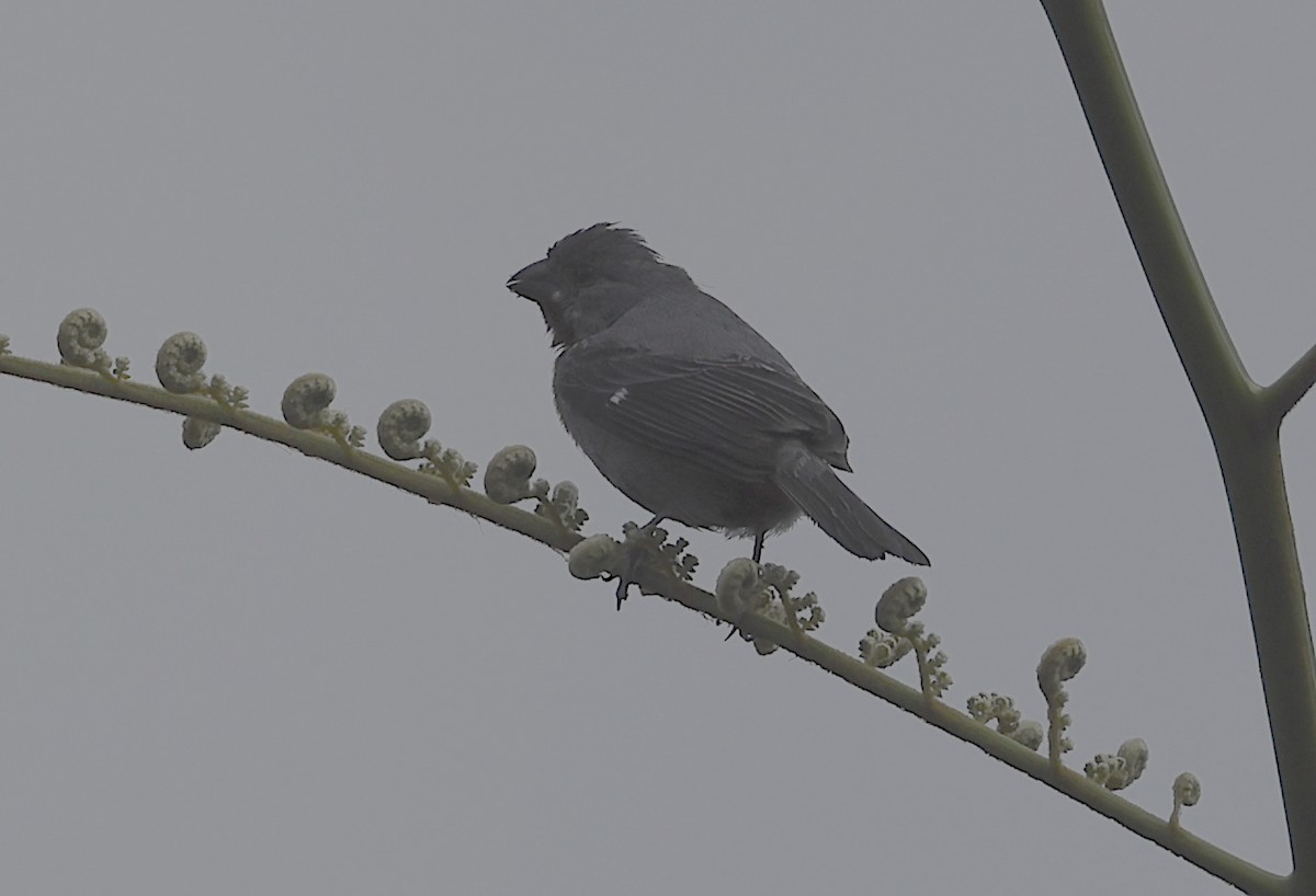 Chestnut-bellied Seedeater - ML513157221