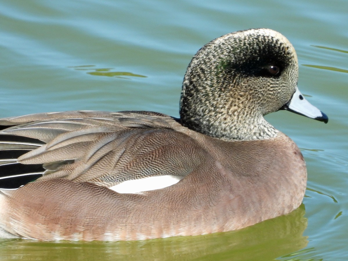 American Wigeon - Peter Jungblut