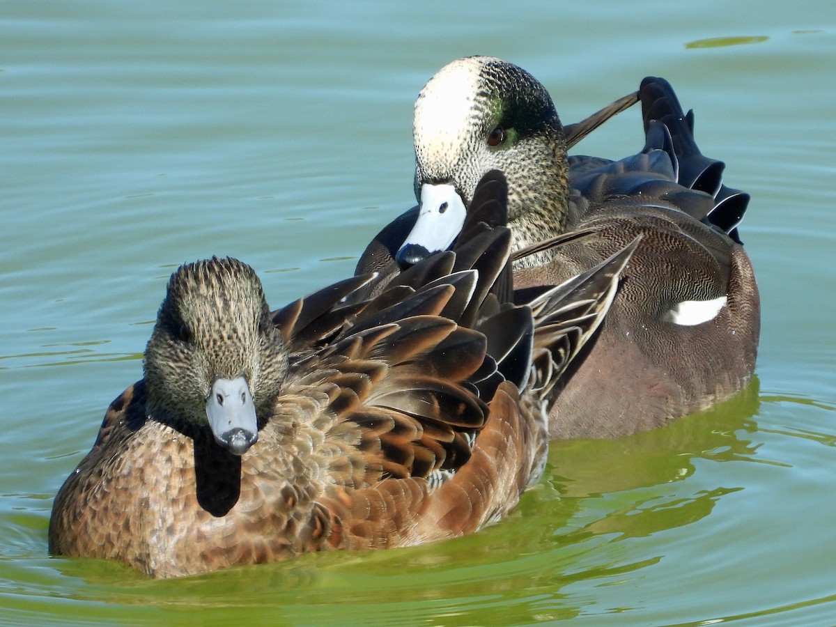 American Wigeon - Peter Jungblut