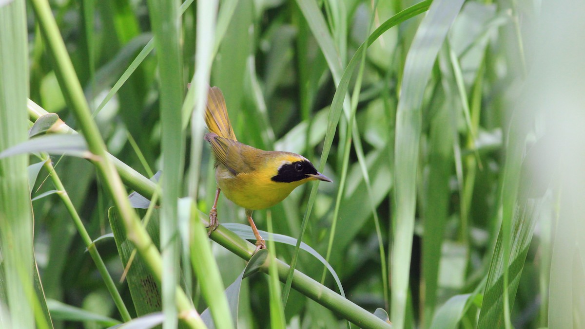 Belding's Yellowthroat - ML513158031