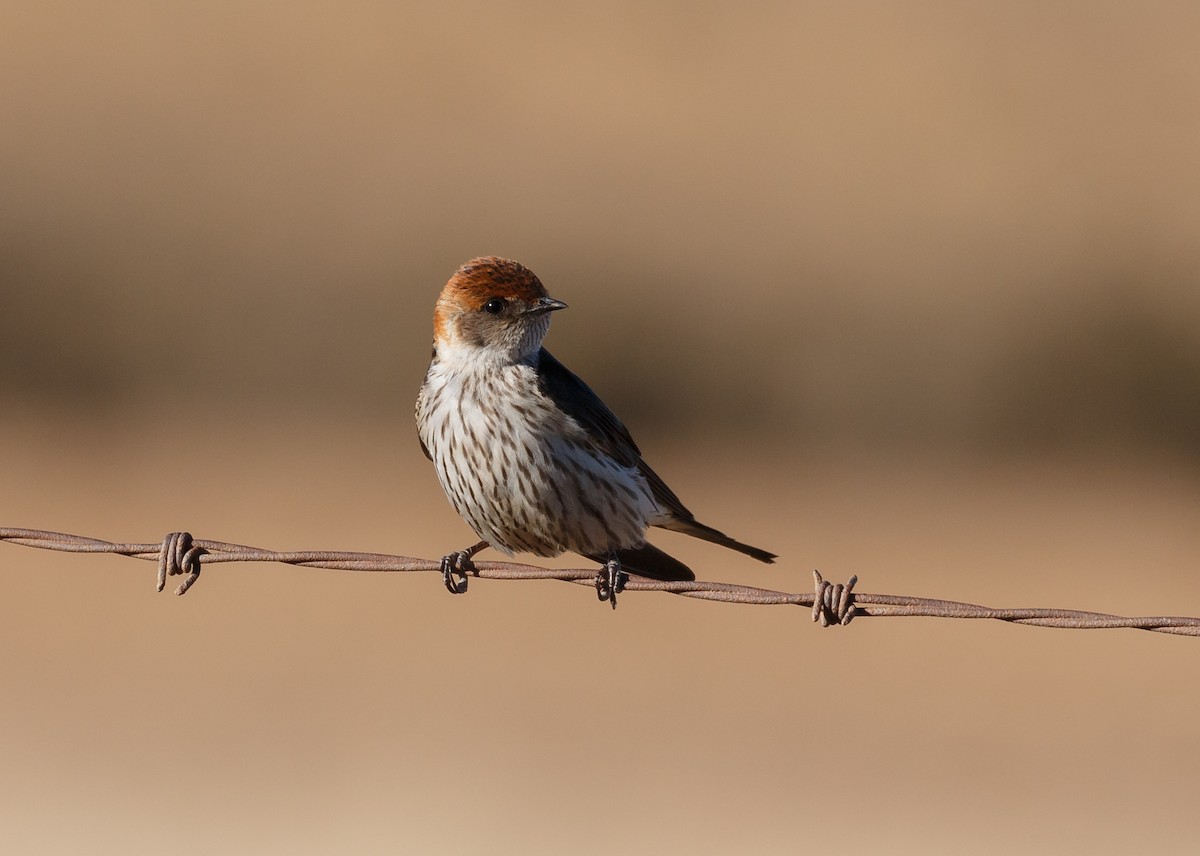 Hirondelle à tête rousse - ML51315831