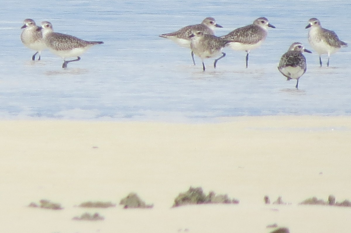 Black-bellied Plover - ML513158921