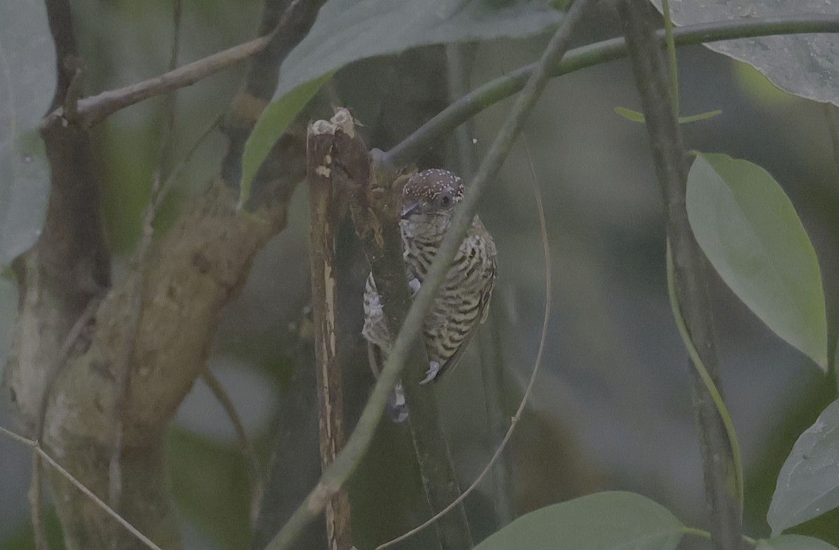 Lafresnaye's Piculet - Ron Hess