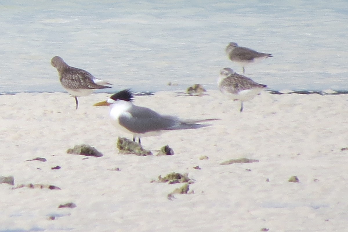 Great Crested Tern - Niro Nobert