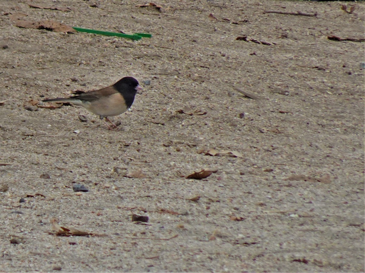 Dark-eyed Junco - ML513161261