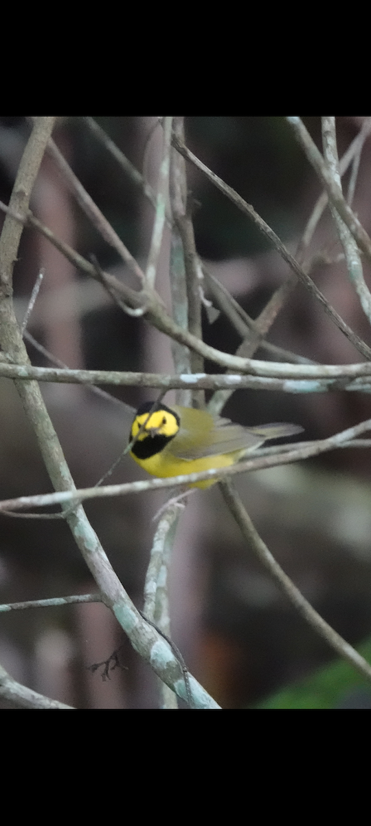 Hooded Warbler - ML513161731