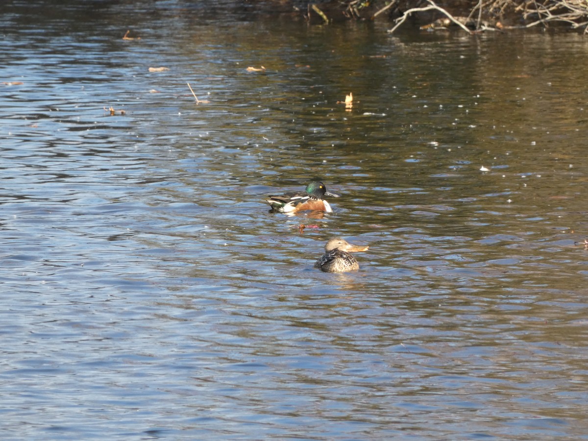 Northern Shoveler - ML513162041