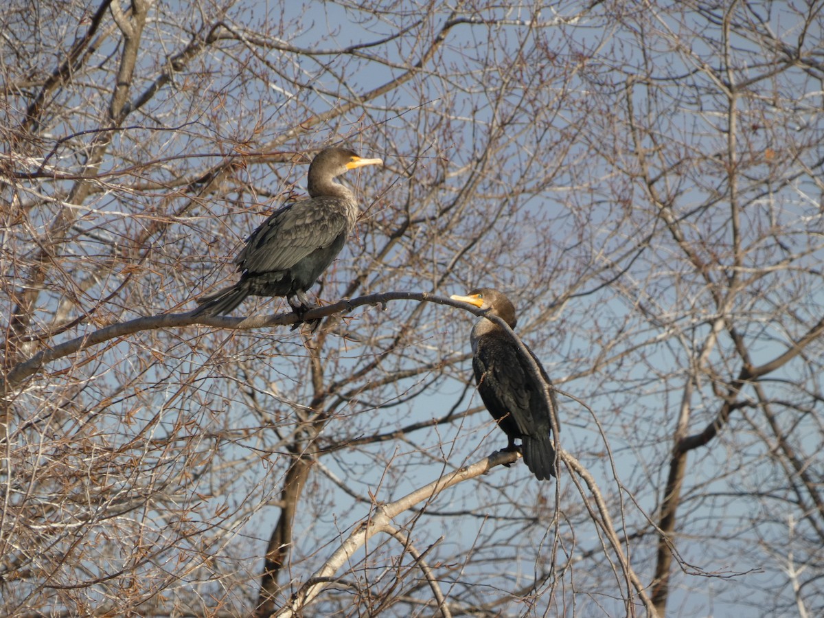 Cormoran à aigrettes - ML513162171