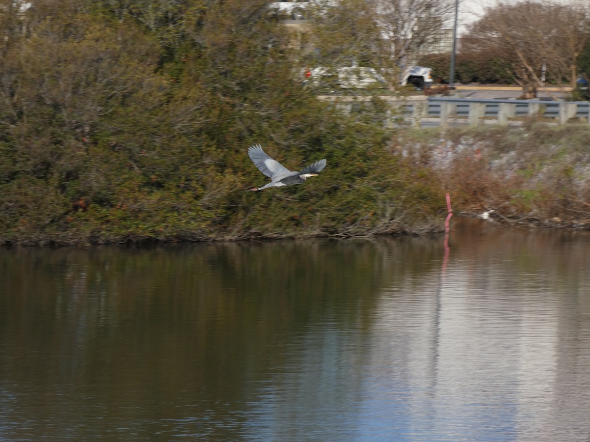 Great Blue Heron - ML513162231