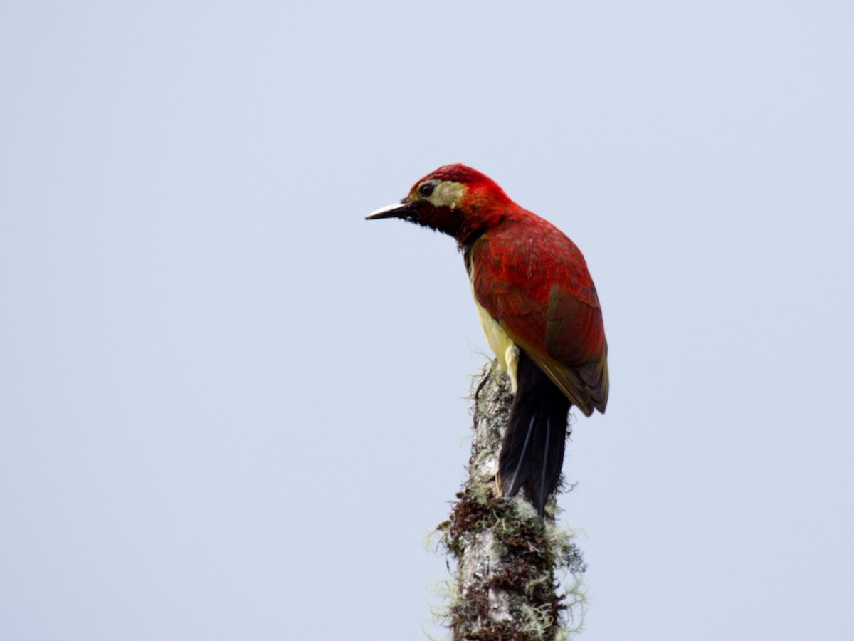 Crimson-mantled Woodpecker - Cedar Stanistreet