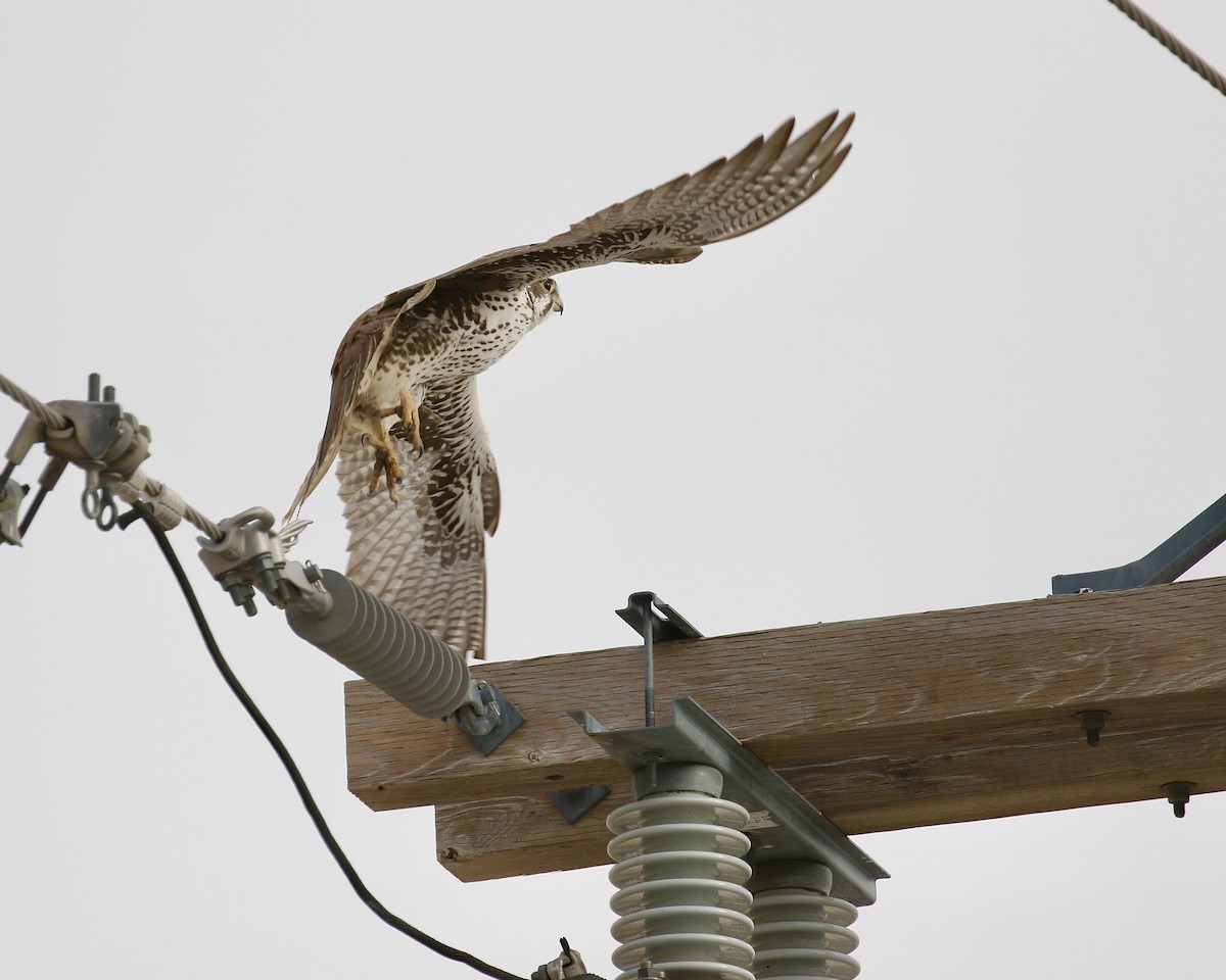 Prairie Falcon - Russ Morgan