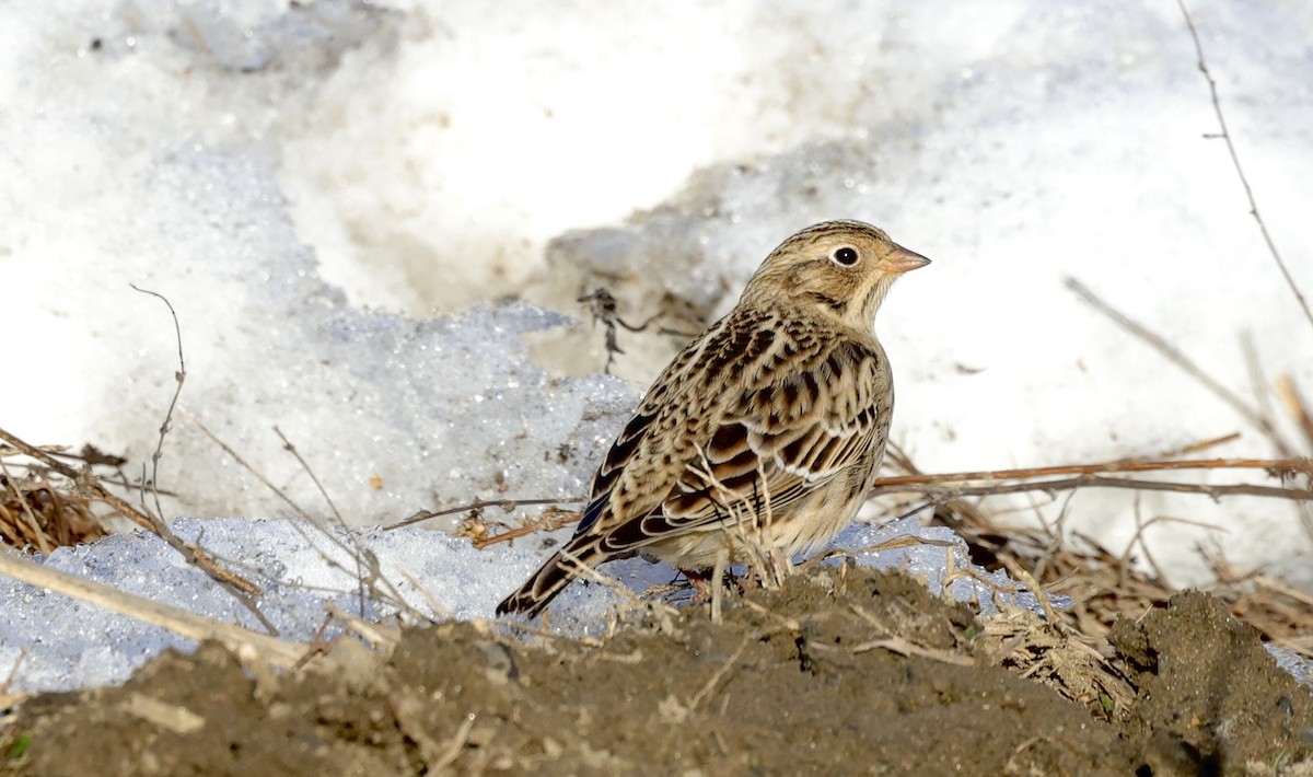 Smith's Longspur - ML513163551