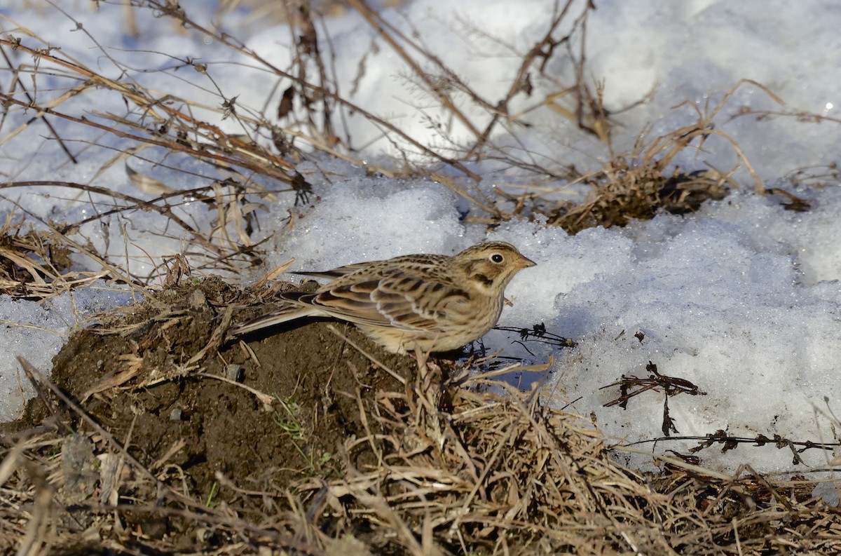 Smith's Longspur - ML513163561
