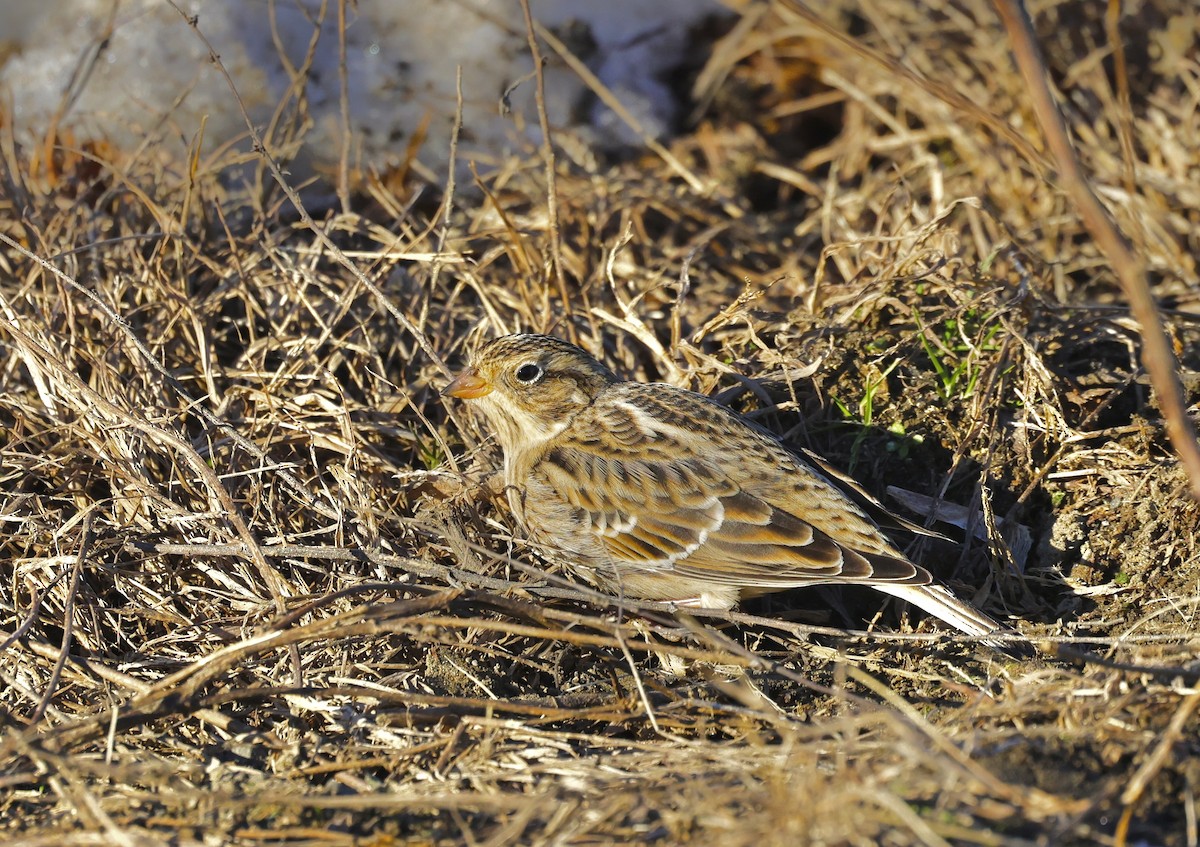 Smith's Longspur - Zachary Adams