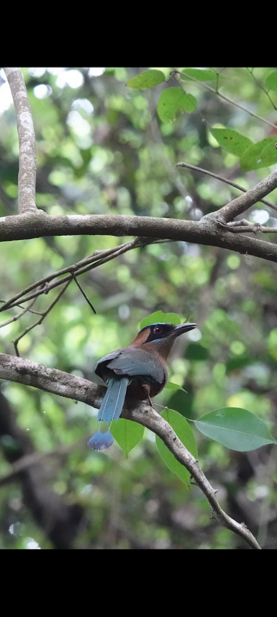 Whooping Motmot - ML513164621