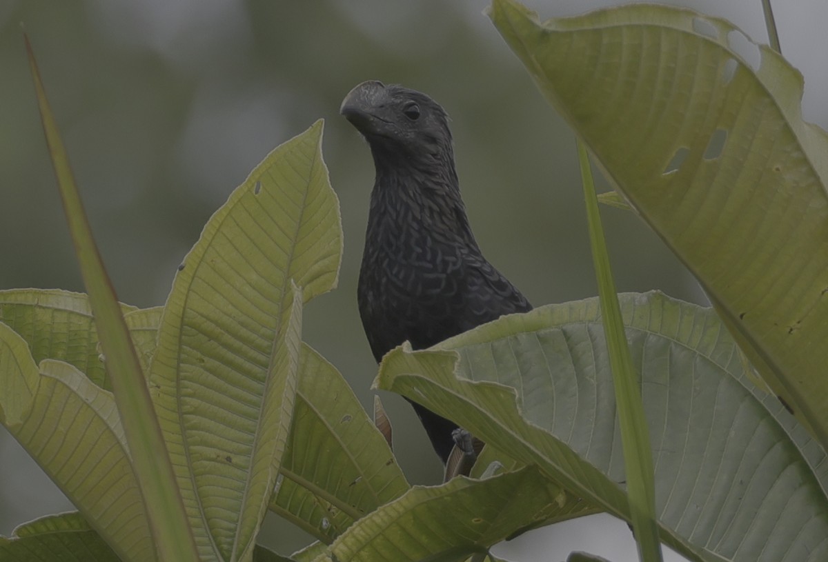 Smooth-billed Ani - ML513165391