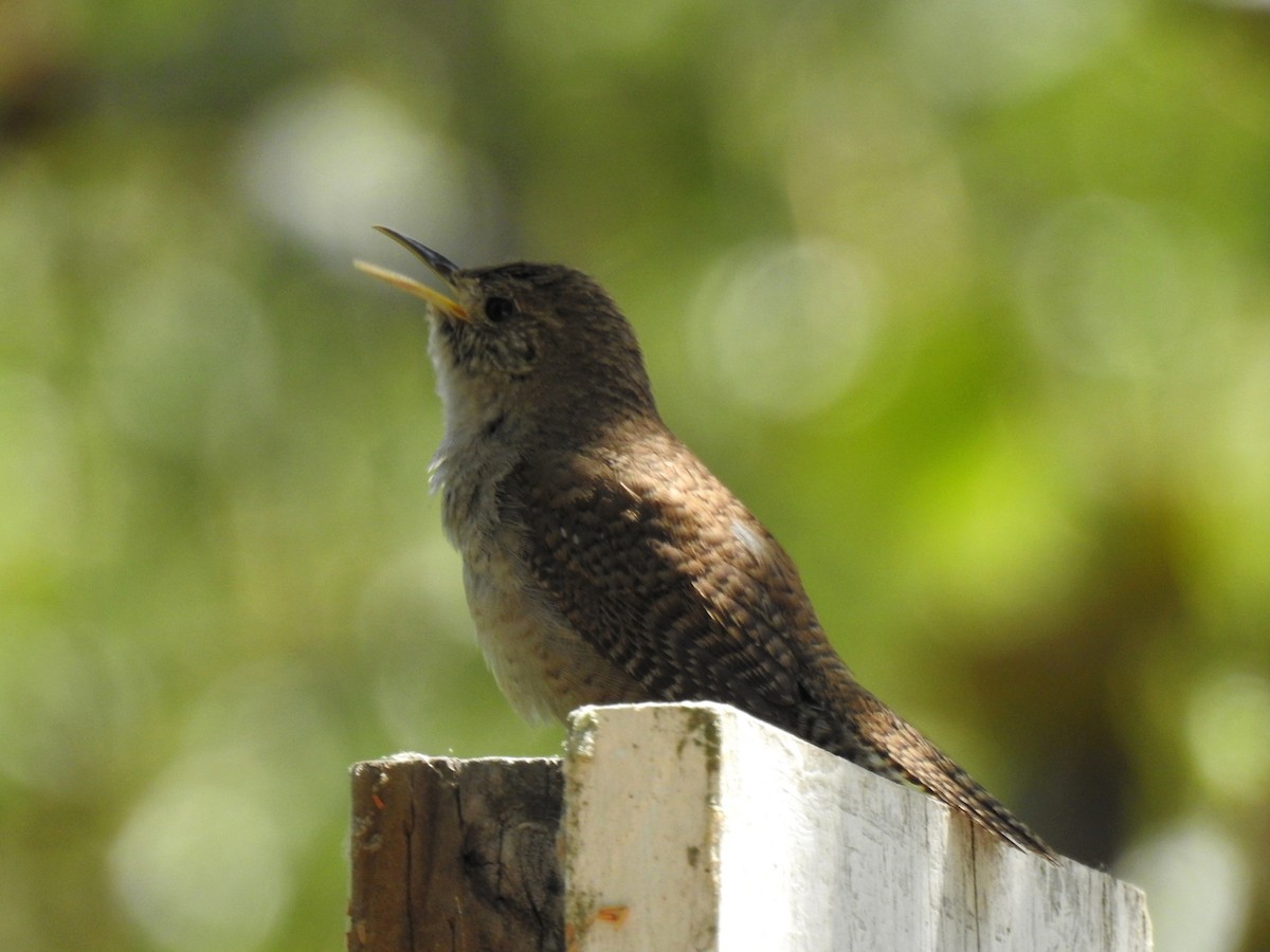 House Wren - ML513166201