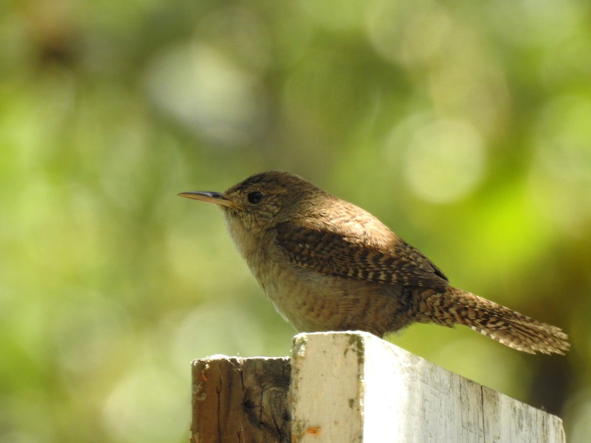 House Wren - Sandra Blair