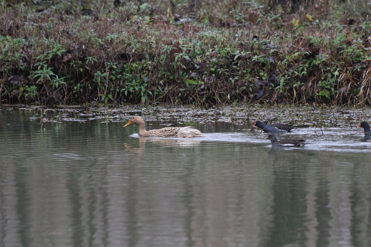 Mallard (Domestic type) - Tiantian Zhao