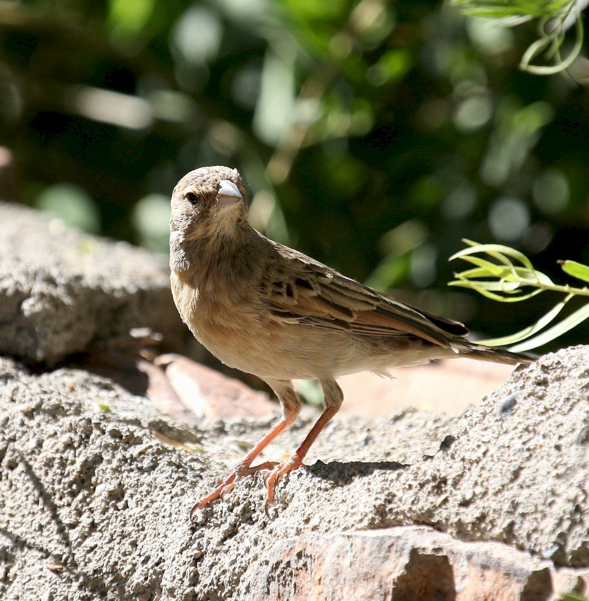 Lark-like Bunting - Andrey Vlasenko