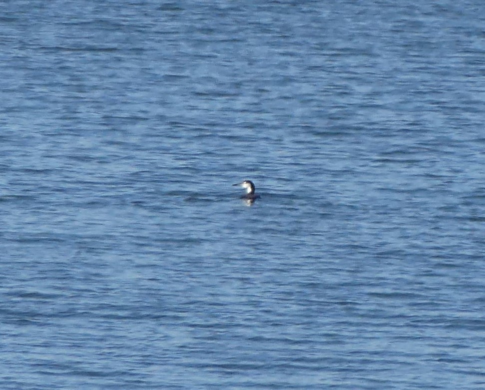 Pacific Loon - ML513167071