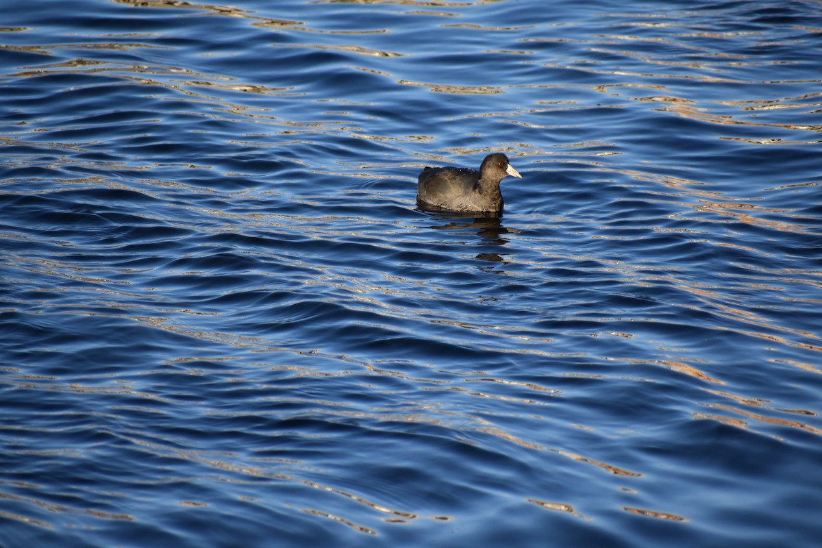 American Coot - ML513167441