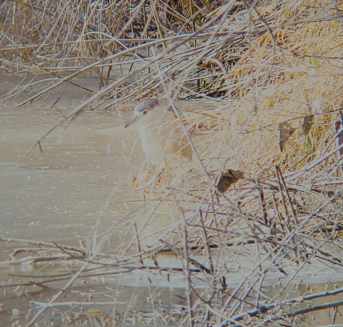 Black-crowned Night Heron - ML513168611