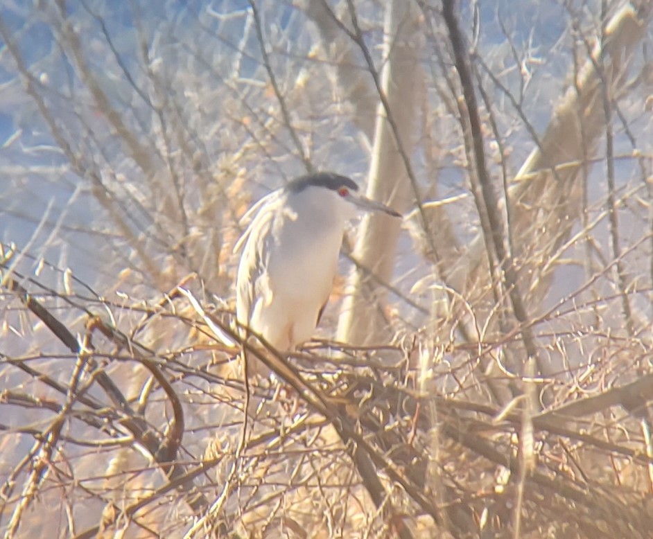 Black-crowned Night Heron - ML513168651