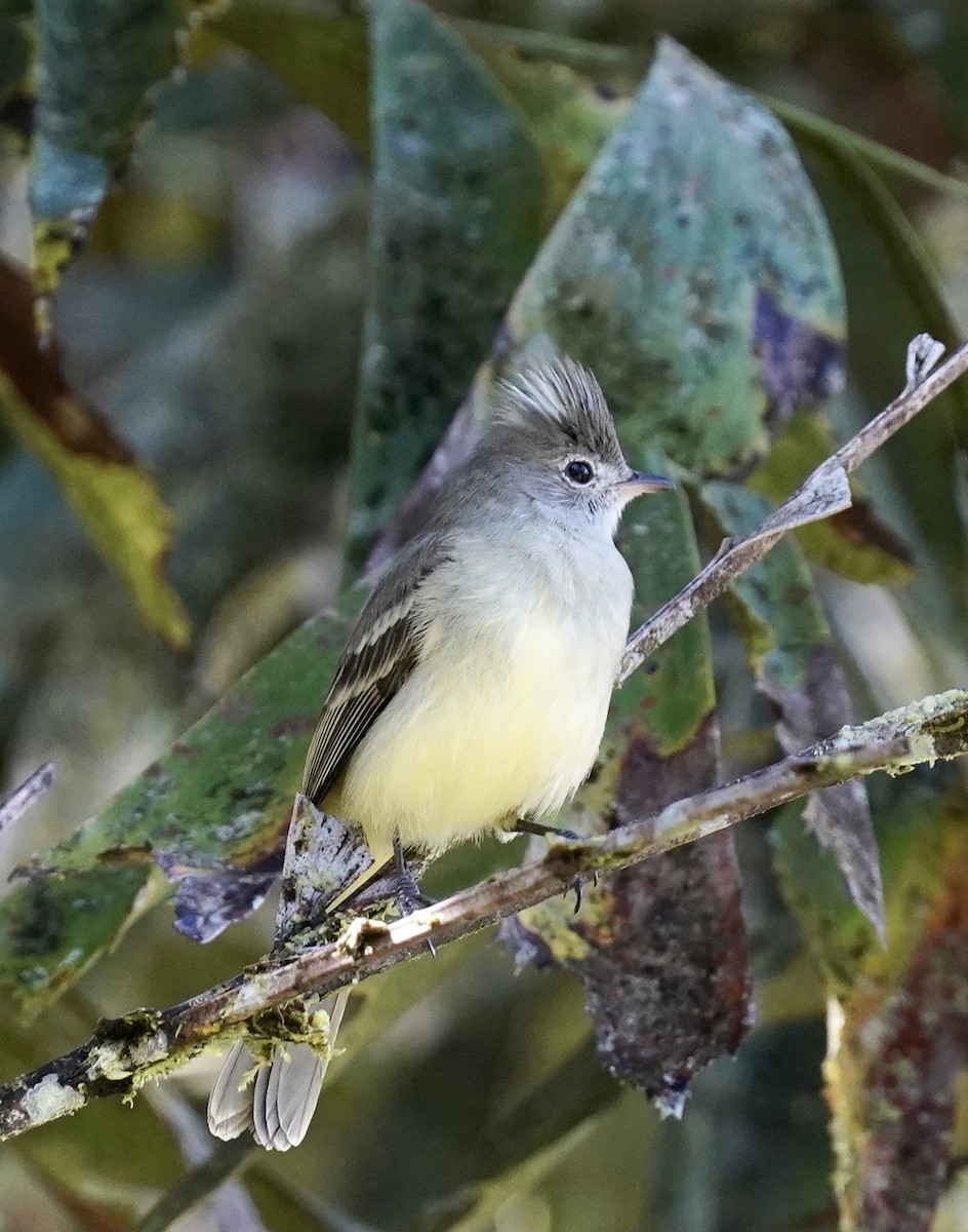 Yellow-bellied Elaenia - ML513168851