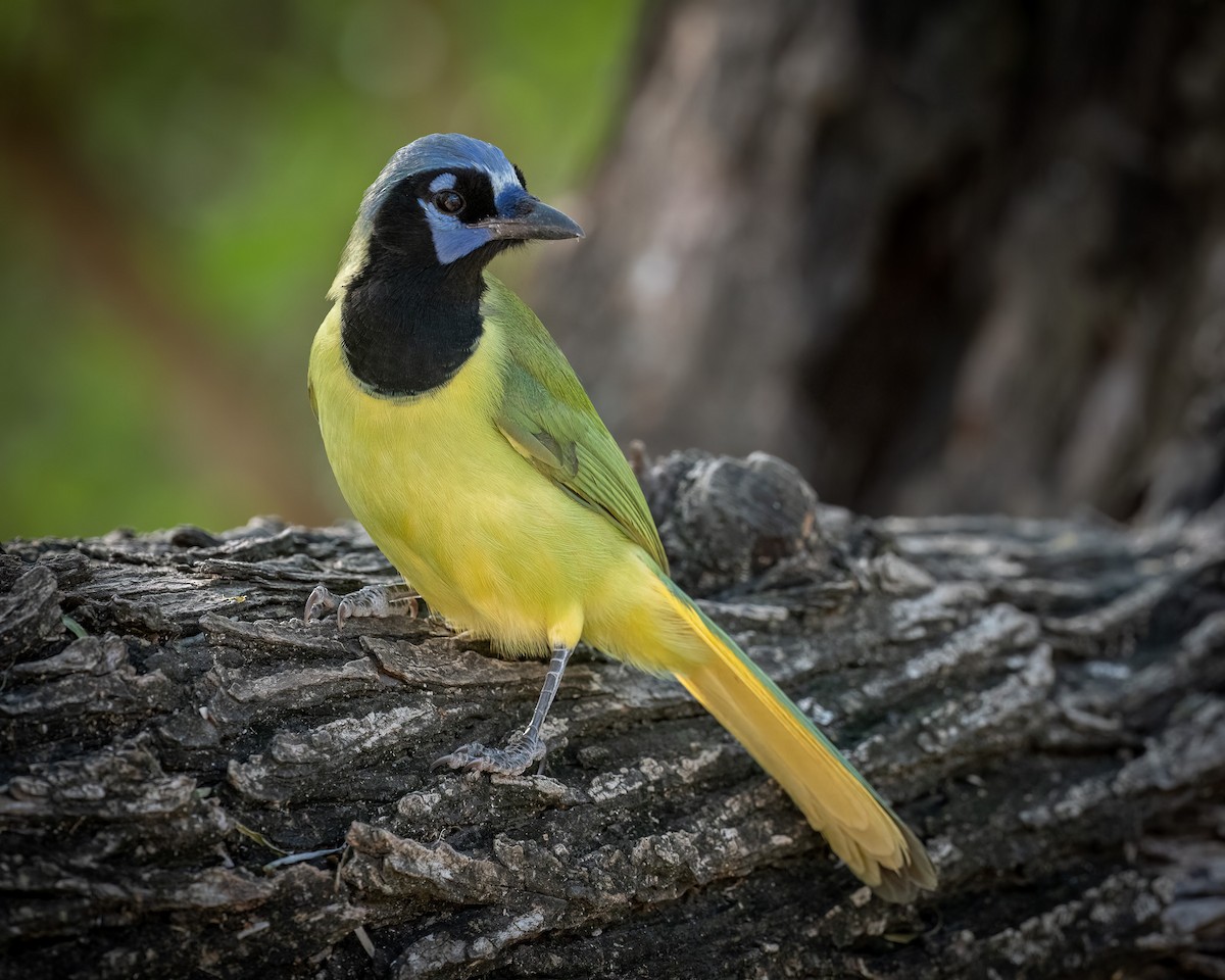 Green Jay - ML513170301