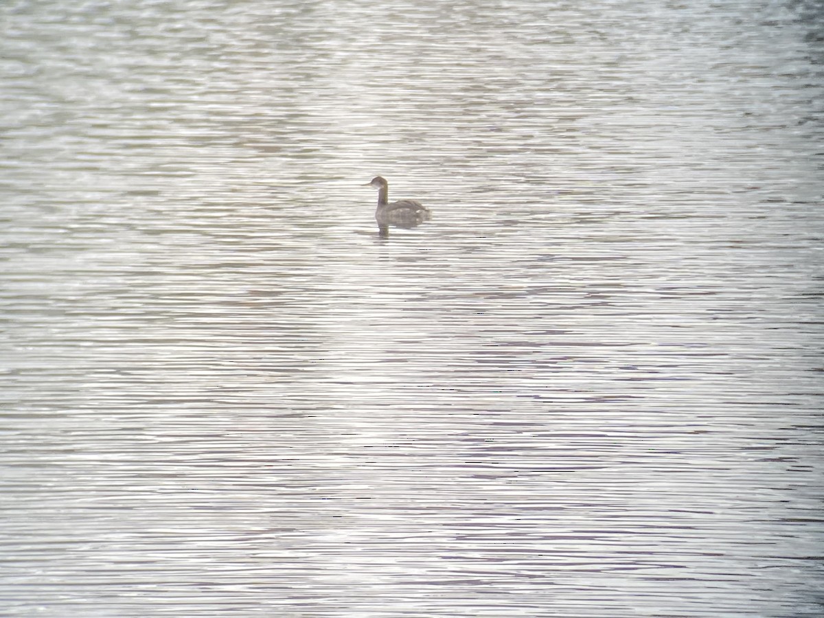 Red-necked Grebe - ML513170851