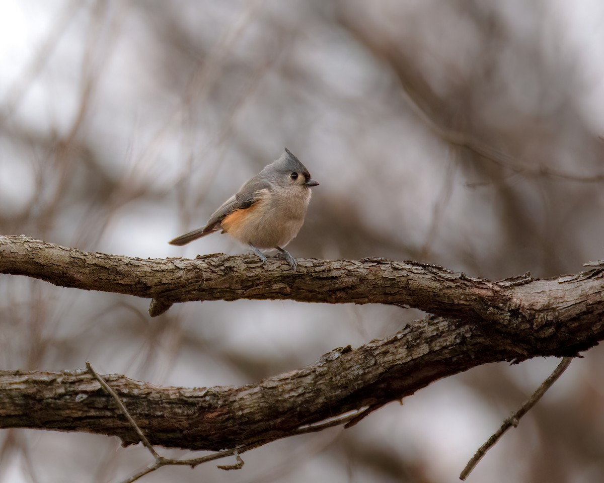 Tufted Titmouse - ML513171281