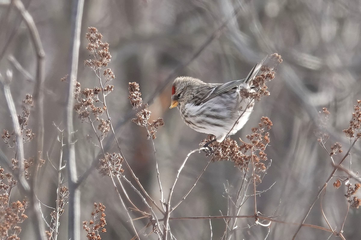 Common Redpoll - ML513171561