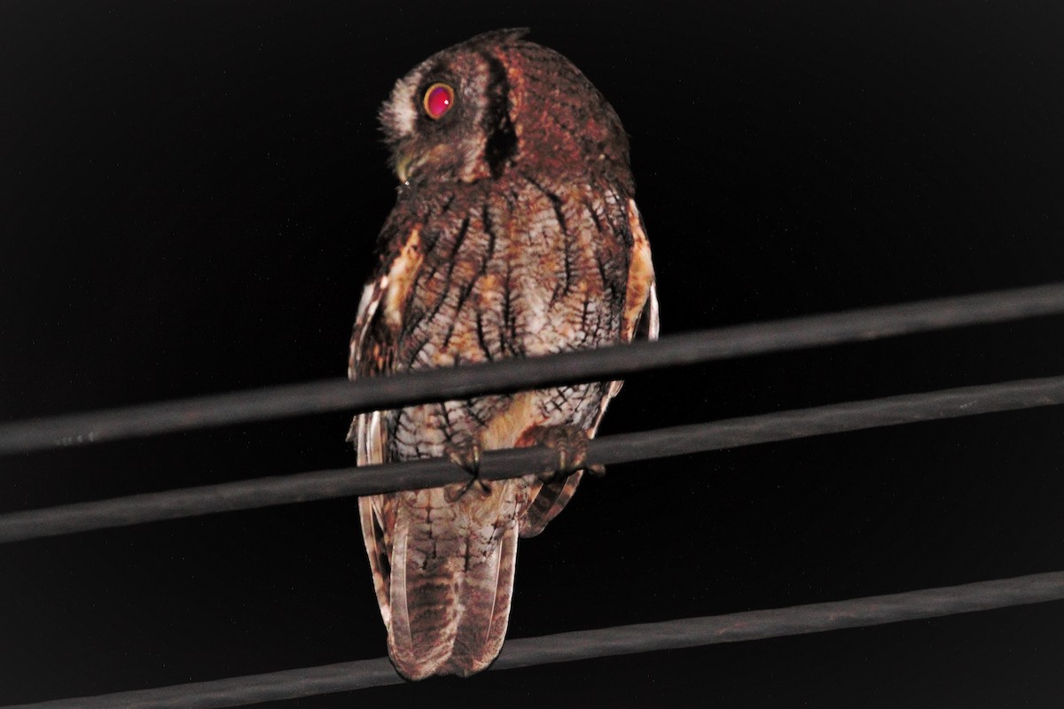 Tropical Screech-Owl - ML513173571