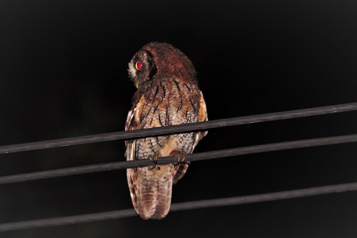 Tropical Screech-Owl - ML513173581