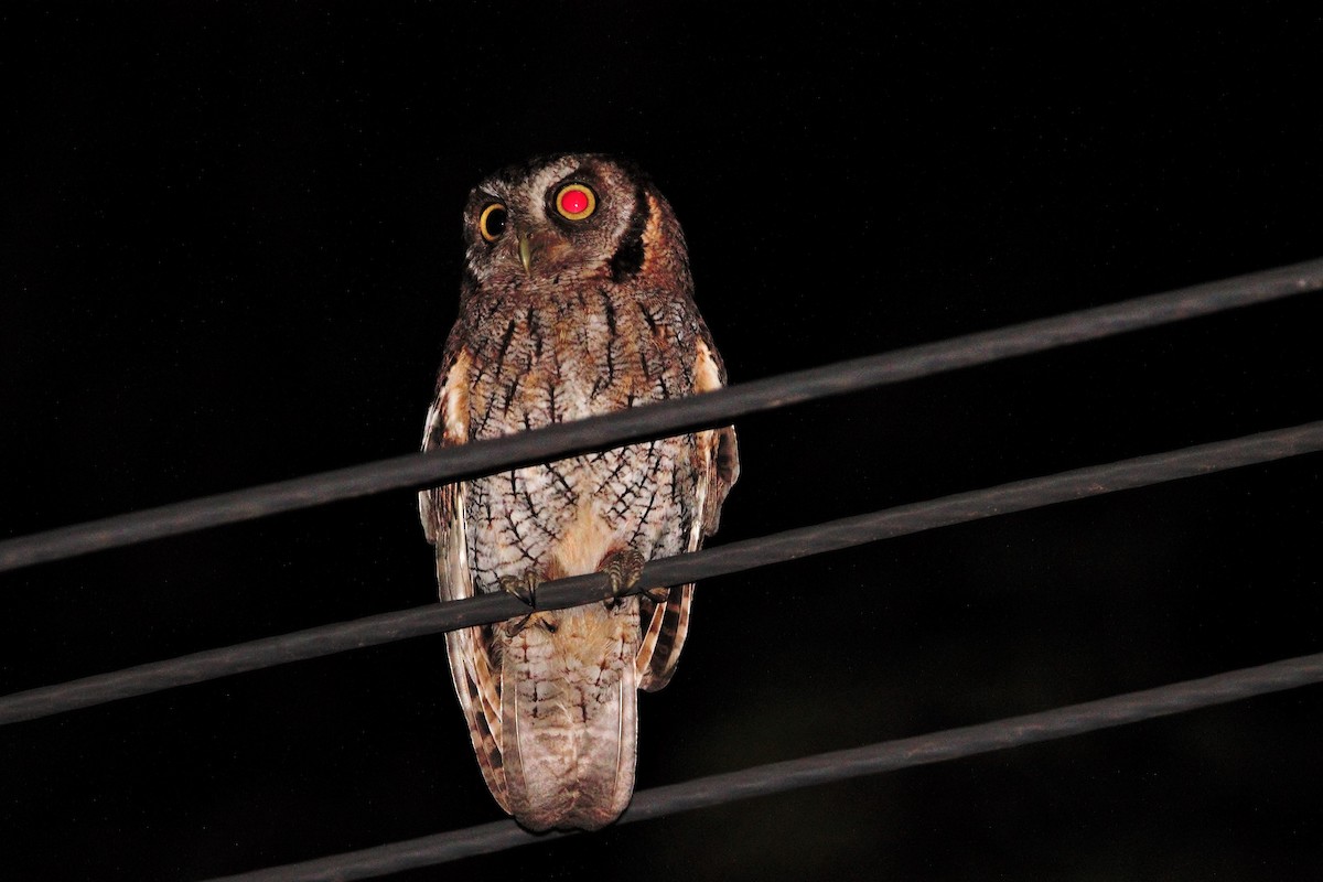 Tropical Screech-Owl - ML513173611