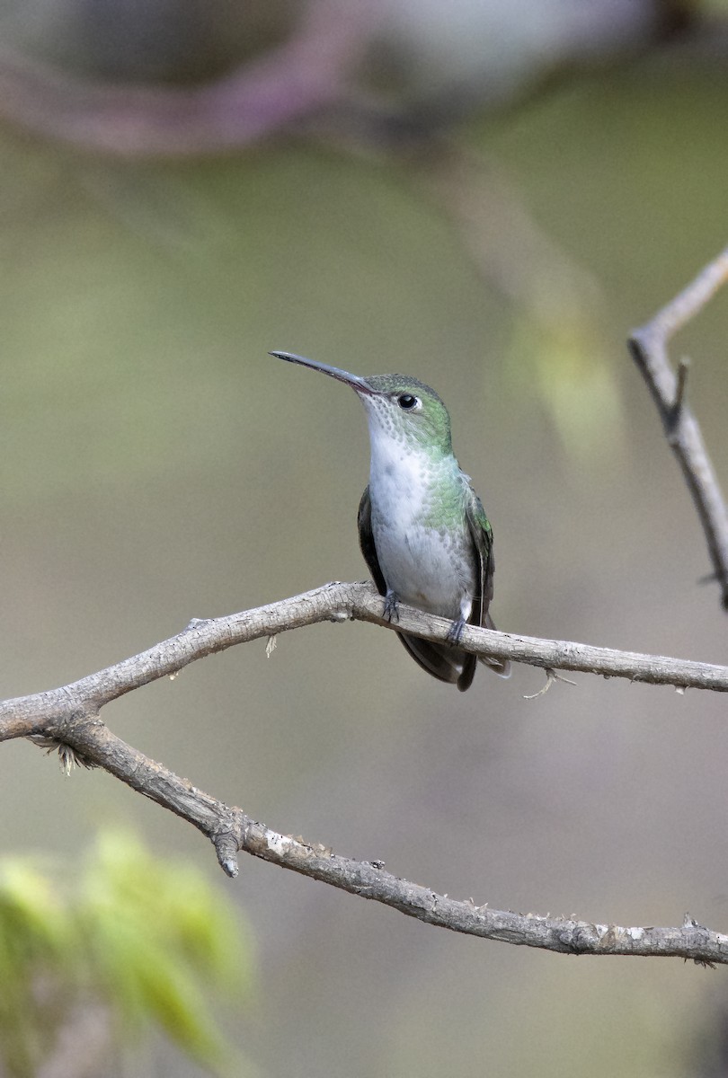 White-bellied Hummingbird - David F. Belmonte