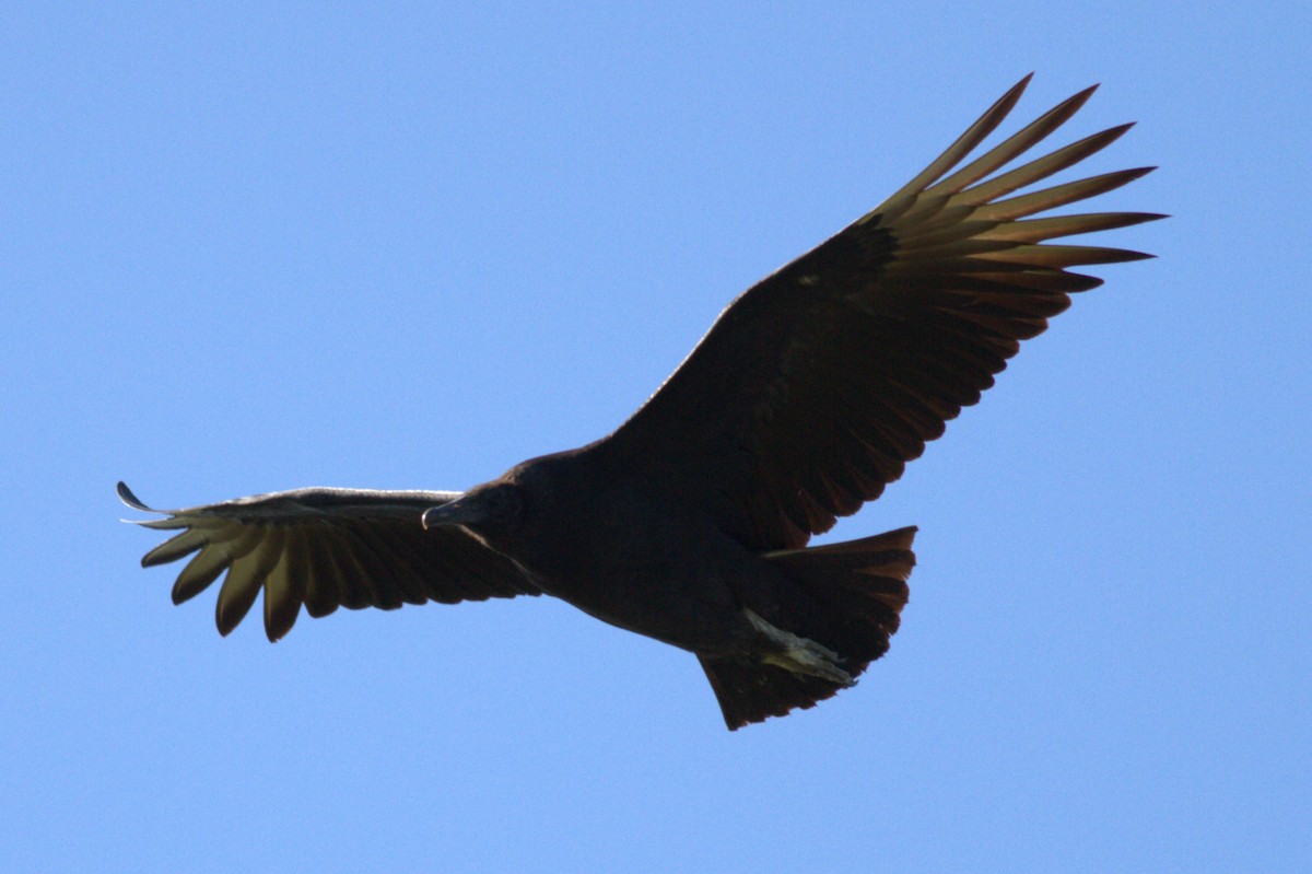 Black Vulture - Richard Stanton