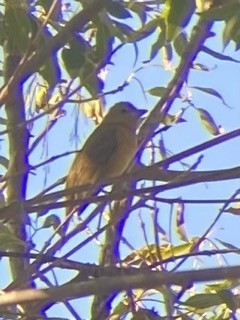 Summer Tanager - ML513173931