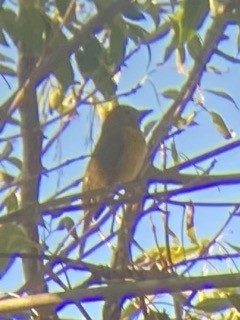 Summer Tanager - Aziza Carrillo