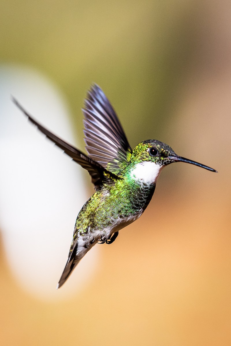 White-throated Hummingbird - ML513174871