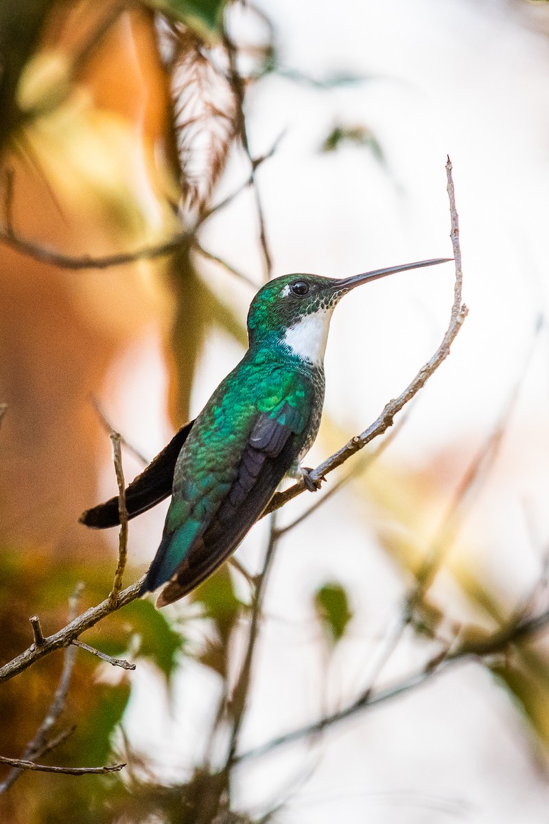 White-throated Hummingbird - Nicolas Mazzini