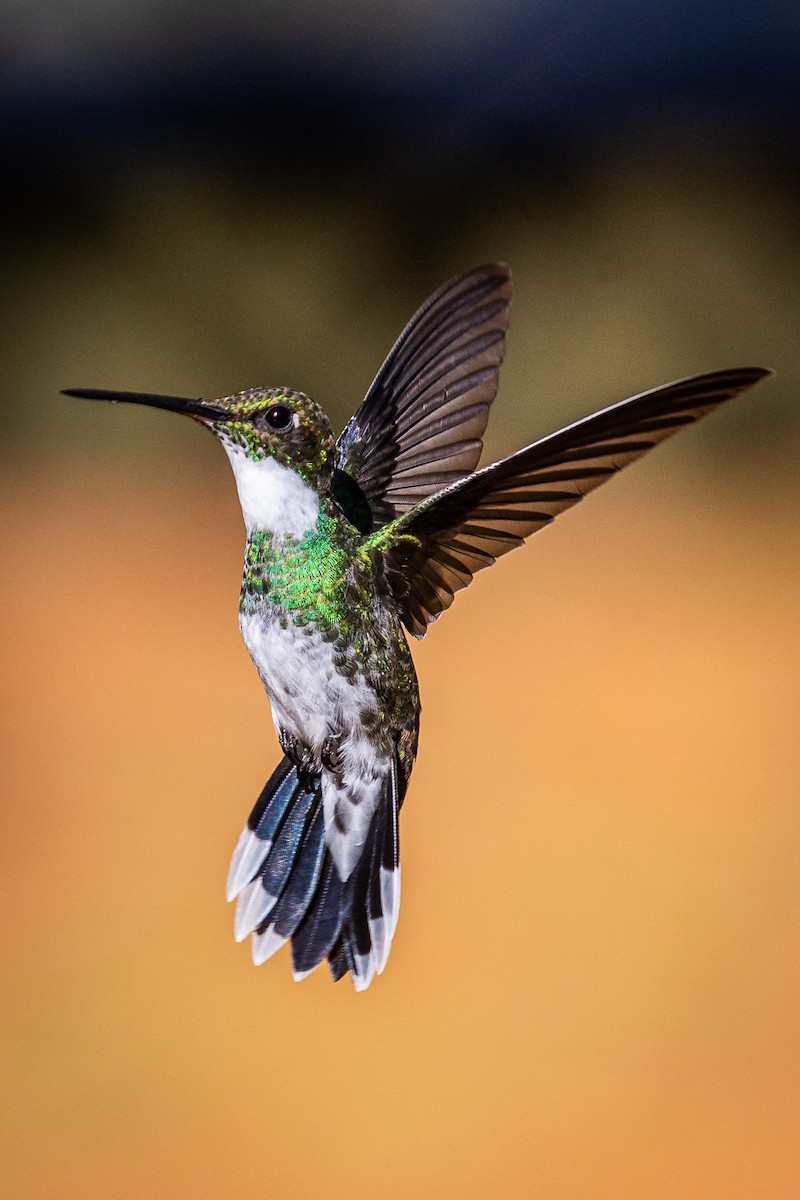 Colibri à gorge blanche - ML513174911