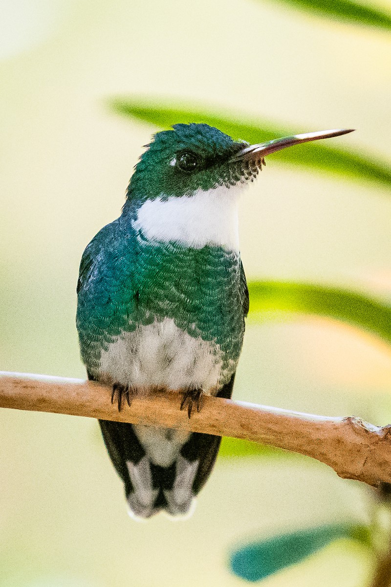 Colibri à gorge blanche - ML513174971