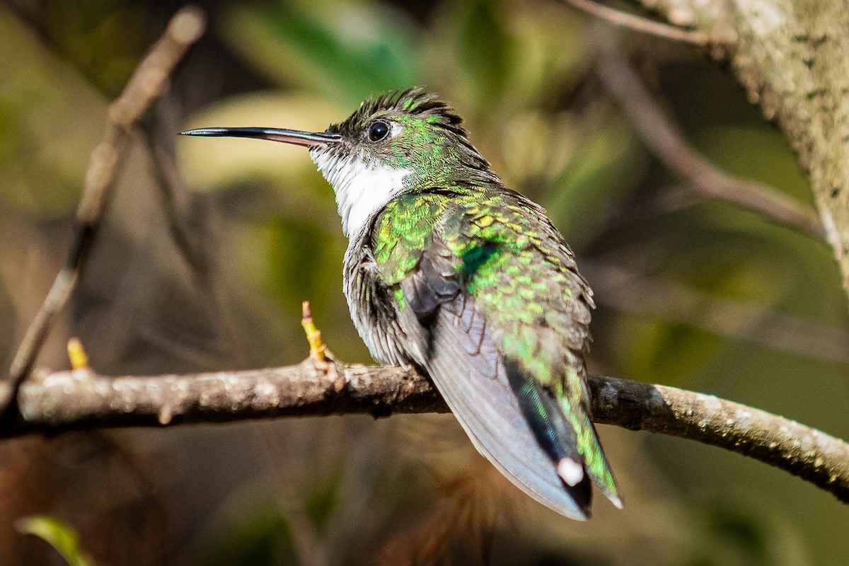 White-throated Hummingbird - ML513175011