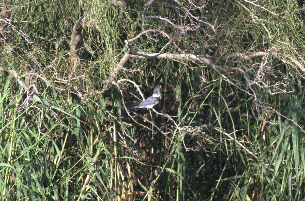 Belted Kingfisher - ML513175061