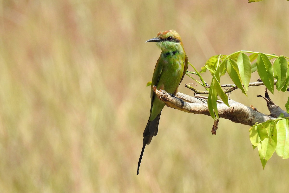 Asian Green Bee-eater - ML513178211