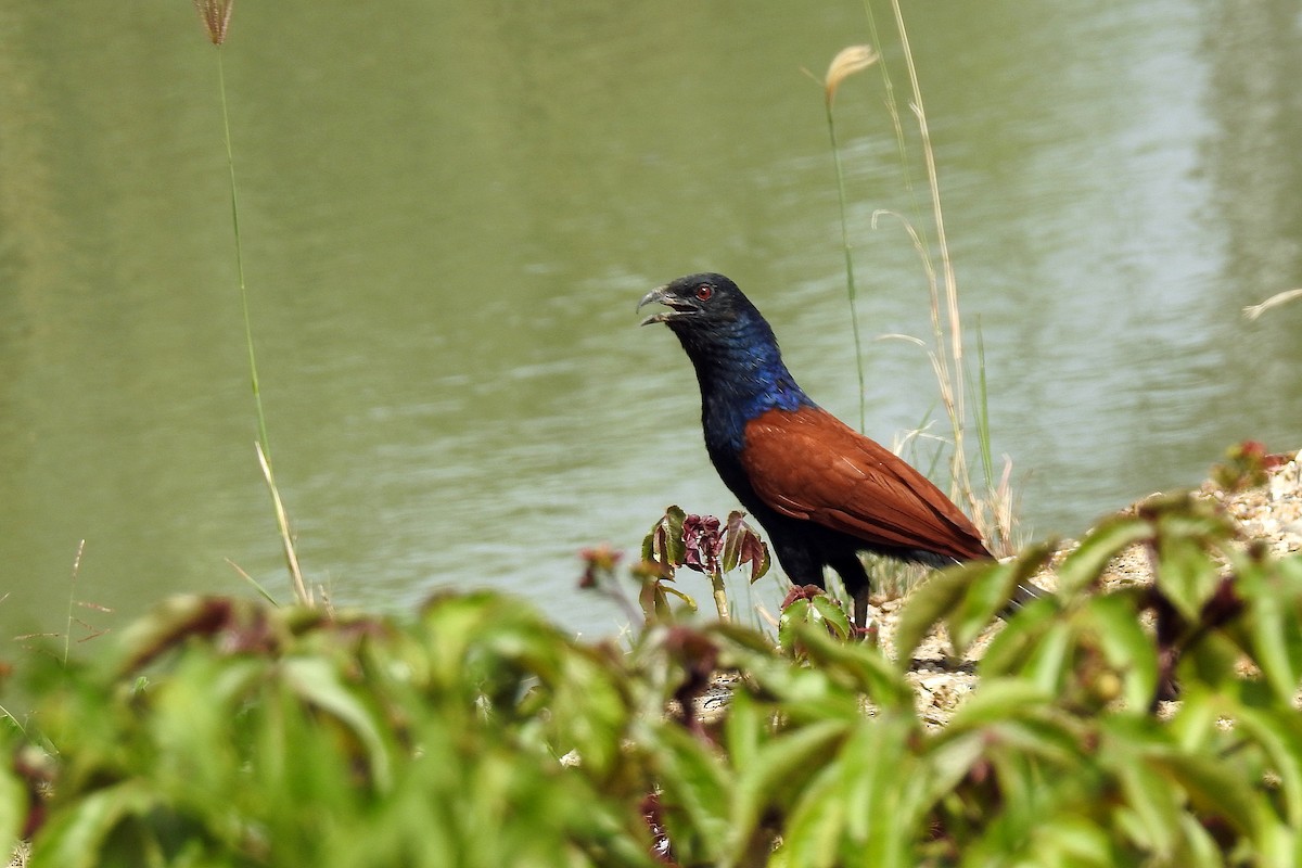 Greater Coucal - ML513178261